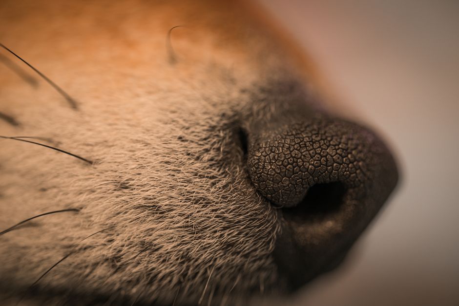 Why Breathable Dog Muzzles Are Ideal for Comfort